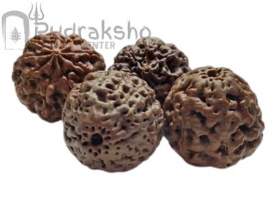 Eight Mukhi Rudraksha from Papua